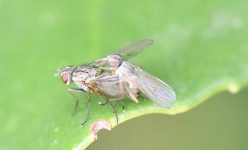 Réf. 280 711 : Coenosia testacea